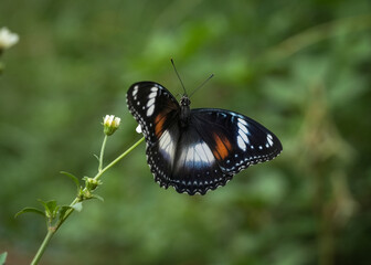 Fototapeta premium butterfly on a flower