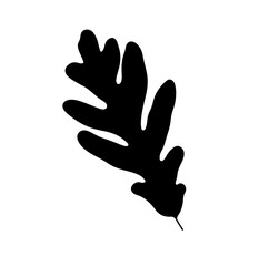 Vector isolated one single oak leaf colorless black and white outline silhouette shadow shape