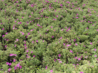 Grey-leaved cistus (Cistus albidus) as ornamental hedge with its clusters of pink water-thin and...