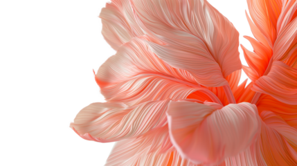 A close-up of a pink leaf with a white background