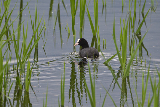 folaga nel lago tra le cannucce
