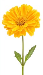 Bright yellow flower showcasing vibrant petals, perfect for nature-themed designs and botanical illustrations.