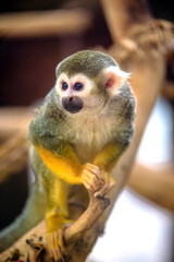 Saimiri monkey taken in close-up
