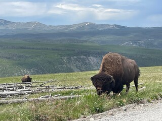 Yellowstone bison grazing  © Kelly