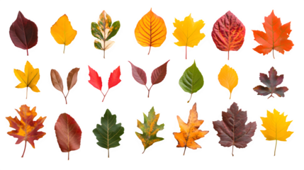 Assortment of autumn leaves arranged on transparent background, best graphic resources