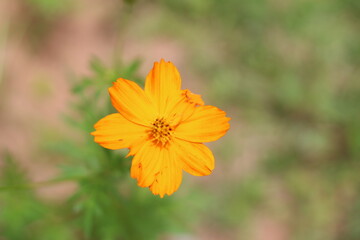 Beautiful flowers in the garden
