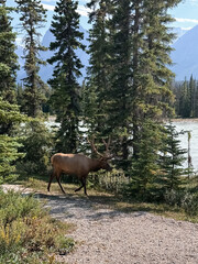 Elk in Jasper National Park, Alberta, Canada. This animal is native to Canada.