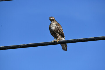 Hawk Hunting From Wire Blue Sky
