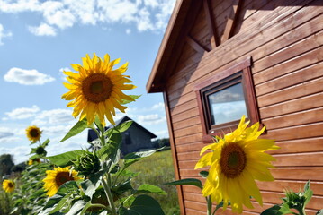 Summer time in Poland. Yellow sunflowers for decoration and wooden summer house in the background.