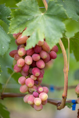 Close-up of a bunch of pink grapes on a vine