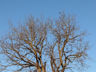 Bare Tree With Bird Against Clear Sky