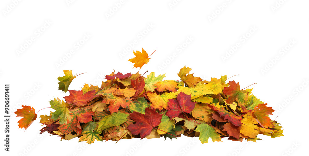 Wall mural pile of autumn maple colored leaves isolated. fall leaves cut out