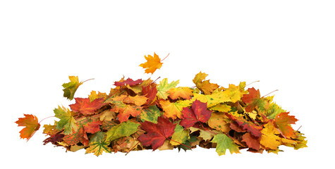 Pile of autumn maple colored leaves isolated. Fall leaves cut out
