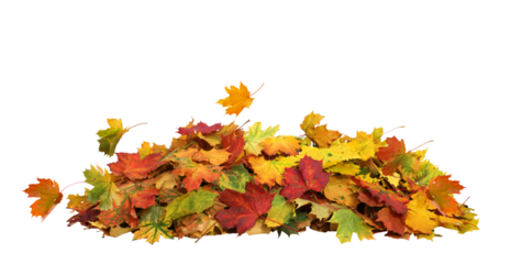 Pile of autumn maple colored leaves isolated. Fall leaves cut out
