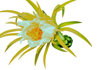 Dragon fruit