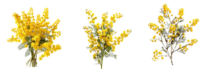 Bright yellow mimosa flowers arranged in various bunches, perfect for adding a touch of spring beauty to any design.