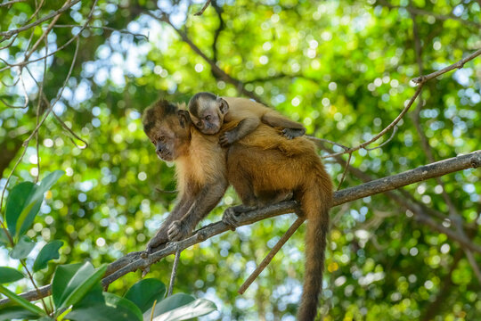 Capuchin monkey carrying baby on its back, in a mangrove tree in the state of Maranhão, Brazil.