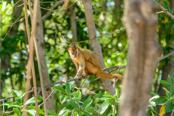 Capuchin monkey, in a mangrove tree in the state of Maranhao, Brazil.