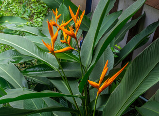 Heliconia flower