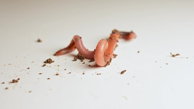 Earthworm is crawling at white surface. Nightcrawler in soil creeps and wiggle up macro close up. Natural Fishing bait. Soil dwelling terrestrial invertebrate. Scoleciphobia fear of worms.