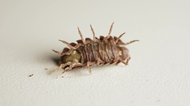 Pill woodlouse or pill bug. Woodlice Armadillidium vulgare has chitin body and roll into a ball to defence from predators. Common pillbug or sow bug moving its little legs upside down. Macro close up