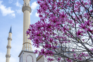 Magnolias bloom in front of the mosque with minarets. A mosque with minarets and pink flowers...