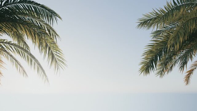 4k Summer background of Coconut Palm trees isolated on white background Row of trees in sunny day Natural background. palm leaves on the blue sky	