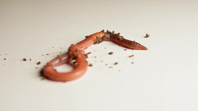 Earthworm is crawling at white surface. Nightcrawler in soil creeps and wiggle up macro close up. Natural Fishing bait. Soil dwelling terrestrial invertebrate. Scoleciphobia fear of worms.