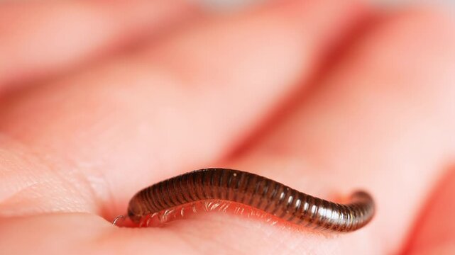 Millipede walks on human hand. Scary crawling centipede bug on human skin. Formication sensation on or under the skin. Halloween shot of the insect. Entomophobia phobia of bugs and insects, horror.