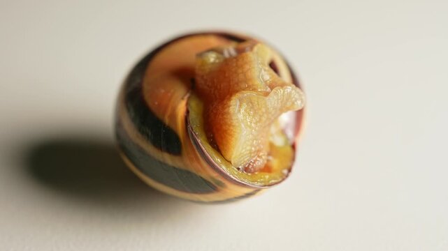 Snail slowly crawling out of shell detailed macro close up view.  Vineyard snail slimy mucus body, air-breathing land snail. Gastropod mollusc. Invasive species and an agricultural pest.