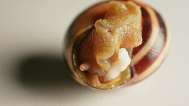 Snail moving extreme macro close up. Vineyard snail crawling. Slug on white background. Crustacean land animals in the class of molluscs. Malacophobia phobia fear of snails. Halloween background.