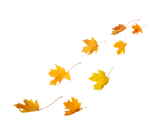 Falling autumn  maple yellow leaves cut out