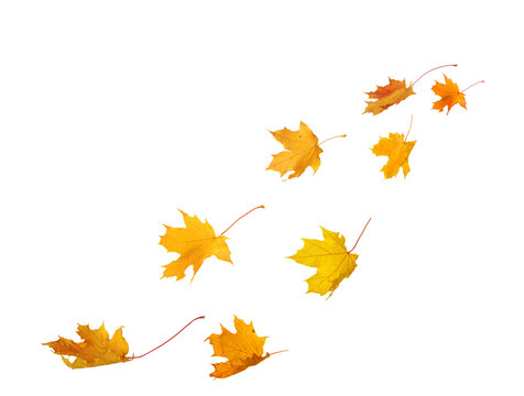 Falling autumn  maple yellow leaves cut out