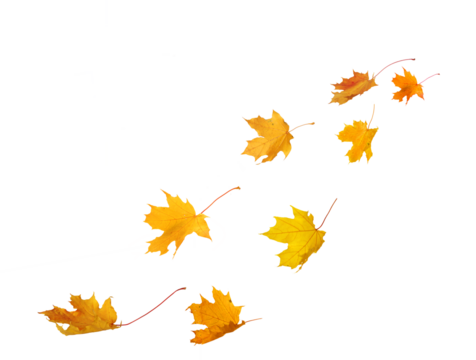 Falling autumn  maple yellow leaves cut out