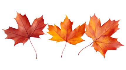 A white background with a lot of orange leaves falling from the sky