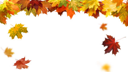 Beautiful yellow,red,orange foliage. Natural background. Border frame of colorful leaves. Vibrant fall colors.Autumn  leaves cut outs