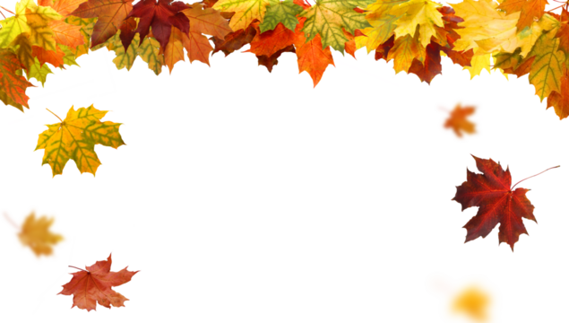 Beautiful yellow,red,orange foliage. Natural background. Border frame of colorful leaves. Vibrant fall colors.Autumn  leaves cut outs