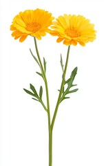 Two vibrant yellow flowers with green stems, perfect for adding a touch of color and beauty to any floral composition.