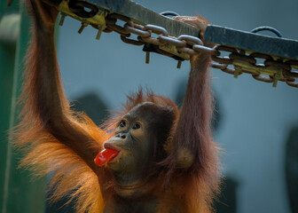 Naklejka premium Orangutans borneo pongo pygmaeus 