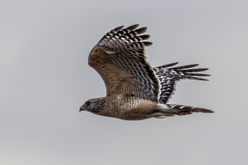 Bird in flight