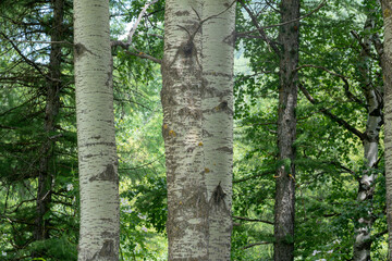 bark plant, the poplar is colored white in many points of its bark, in the forest you can easily distinguish other plants.
