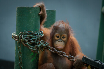 Borneo orangutans ( Pongo pygmaeus) © badrudin