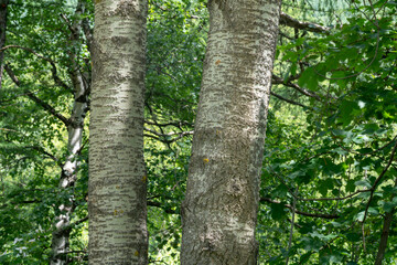 bark plant, the poplar is colored white in many points of its bark, in the forest you can easily distinguish other plants.