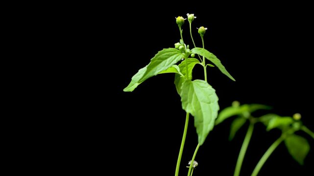 Quickweed, galinsoga parviflora or French cabbage, on black background video, isolated, studio shot