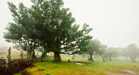 Fanal Forest. Misty forest in Fanal.  Old laurel tree in laurel tree forest in madeira in Portugal