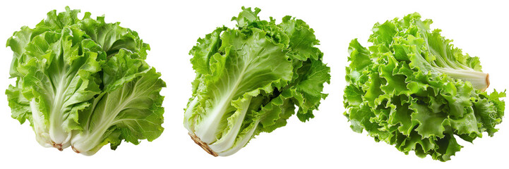 Fresh lettuce heads arranged side by side, showcasing vibrant green leaves and crisp texture, ideal for healthy food visuals.