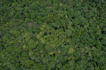 Obraz premium Beautiful aerial top view of green forest in rural Thailand.