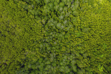 Aerial view of green mangroves or tropical forest in Thailand.