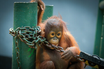 Orangutan orangutans  © badrudin