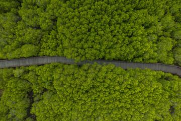 Aerial view of green mangroves or tropical forest in Thailand.